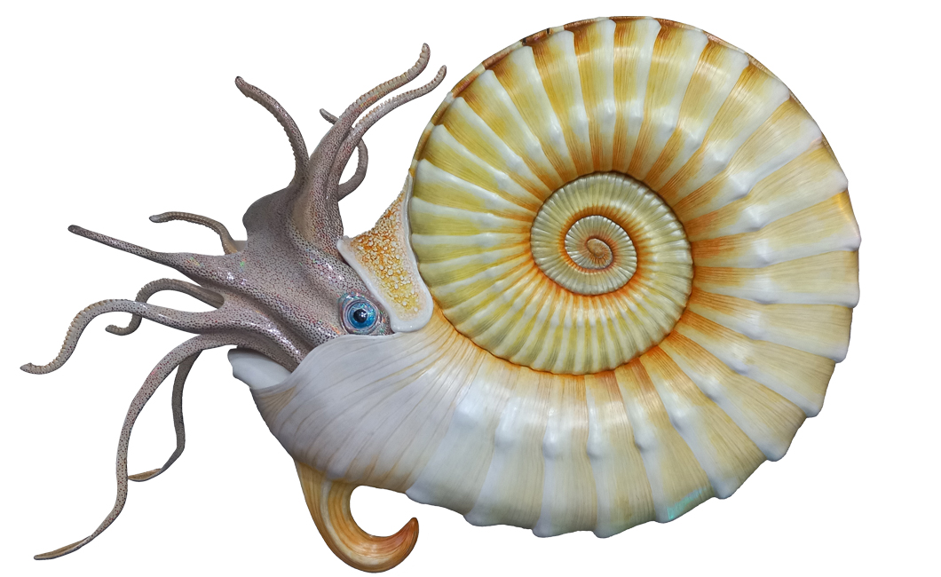 ammonite-species