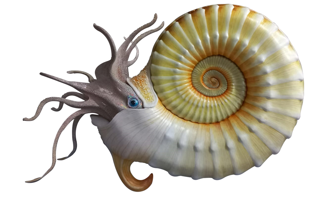 ammonite-species