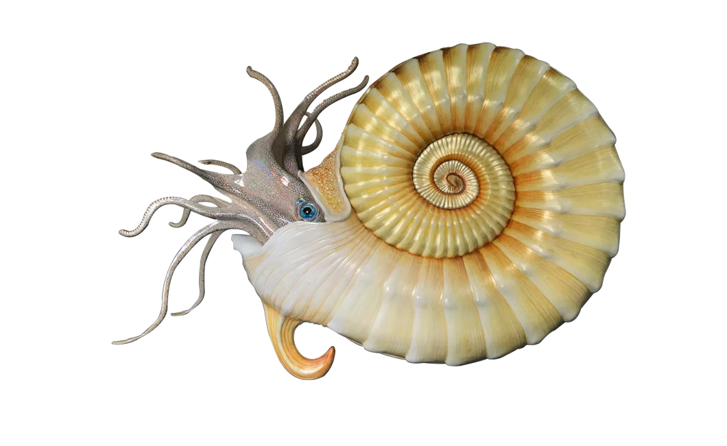 ammonite-species