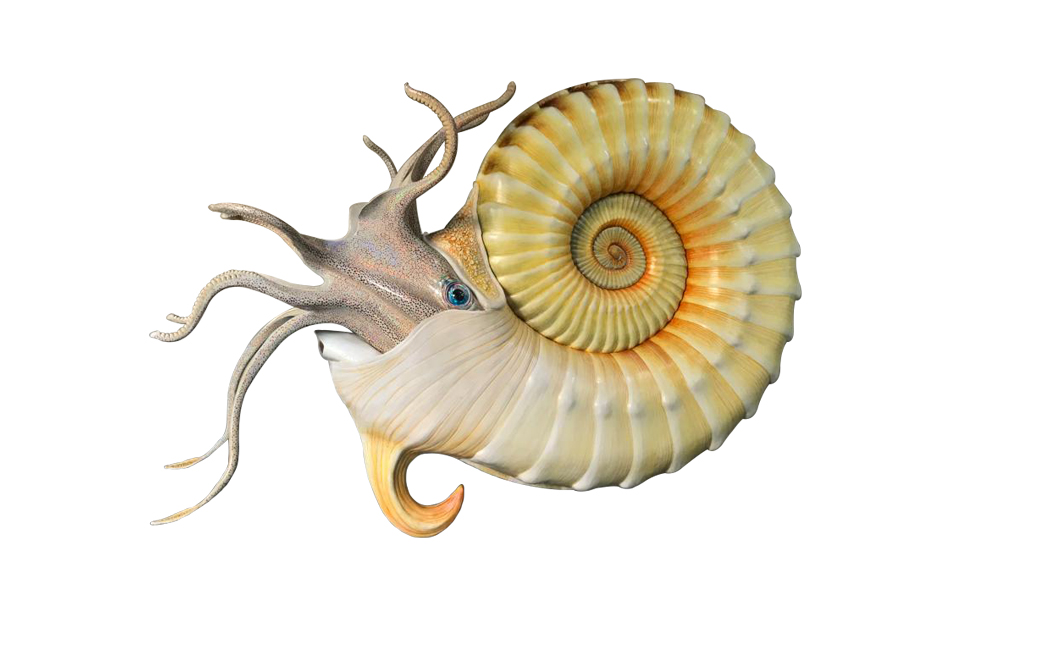 ammonite-species