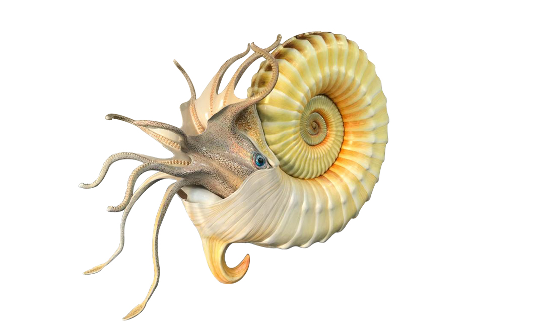 ammonite-species