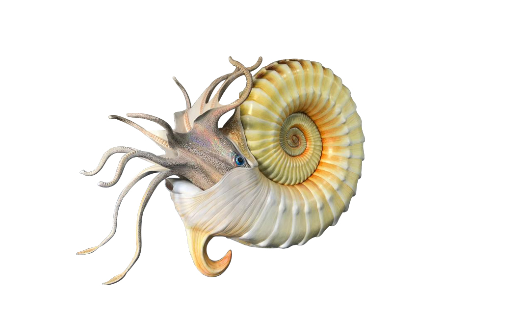 ammonite-species