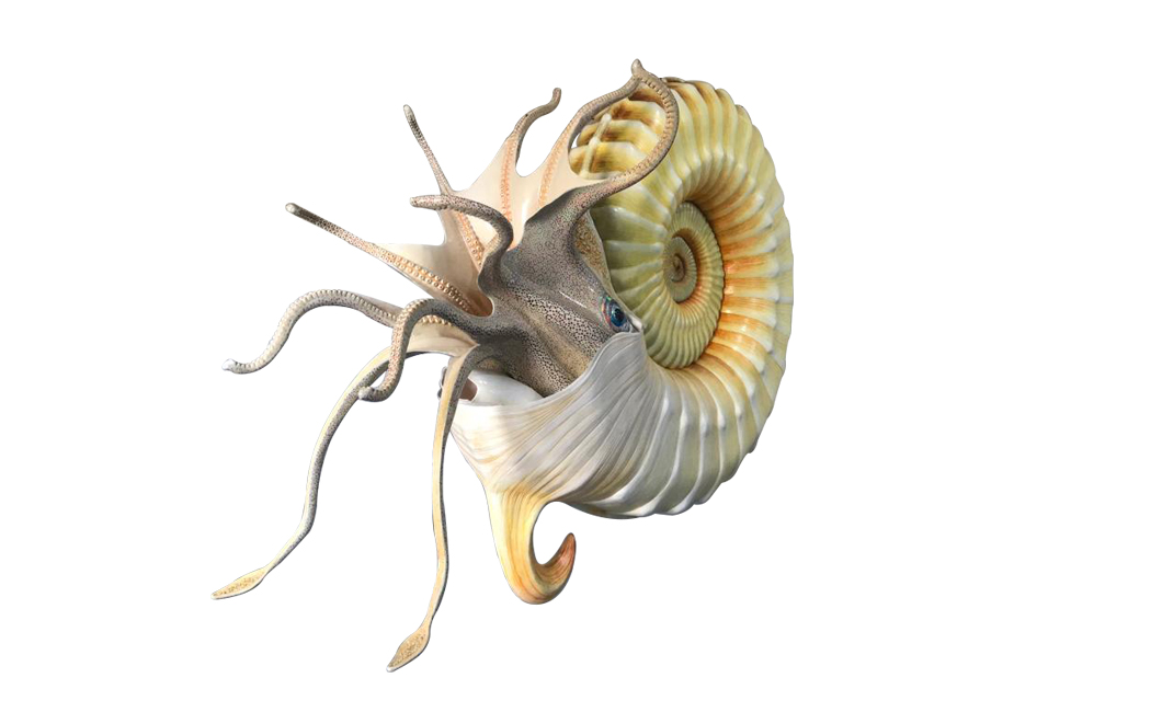 ammonite-species