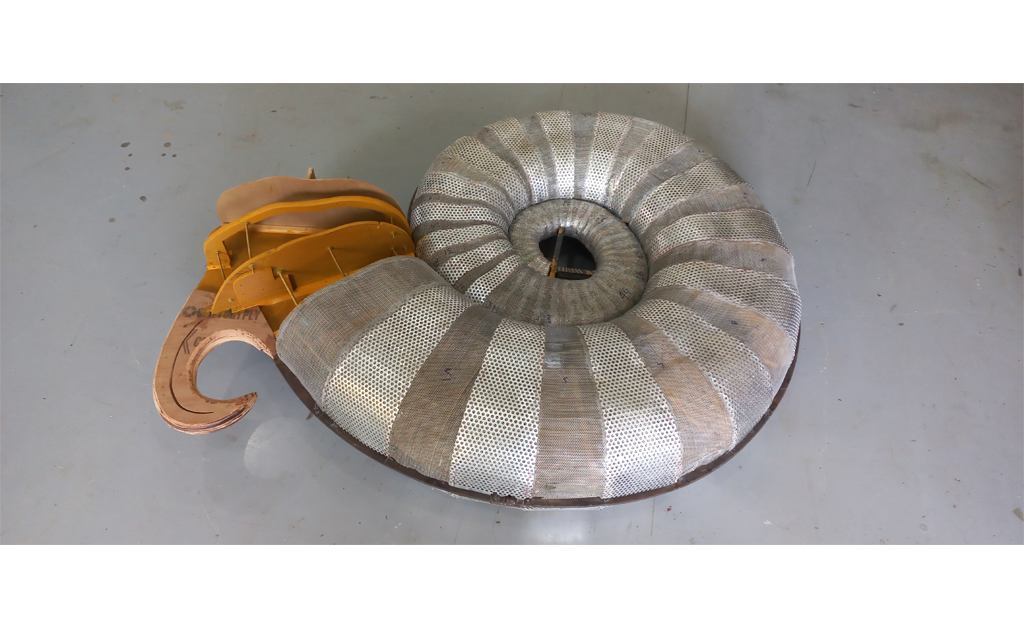 ammonite-species