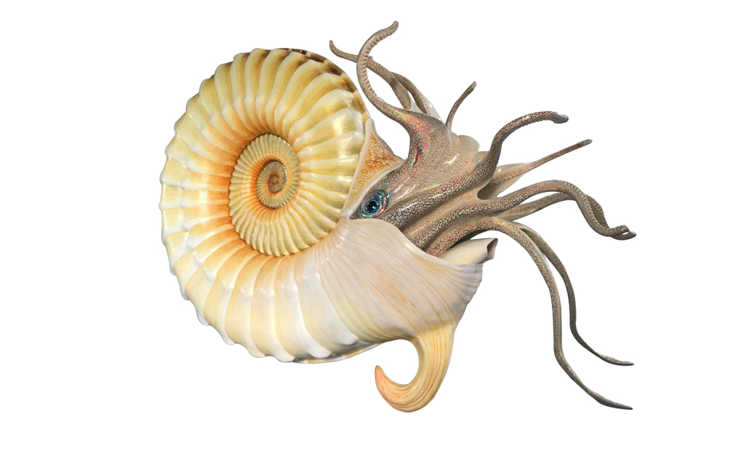 ammonite-species