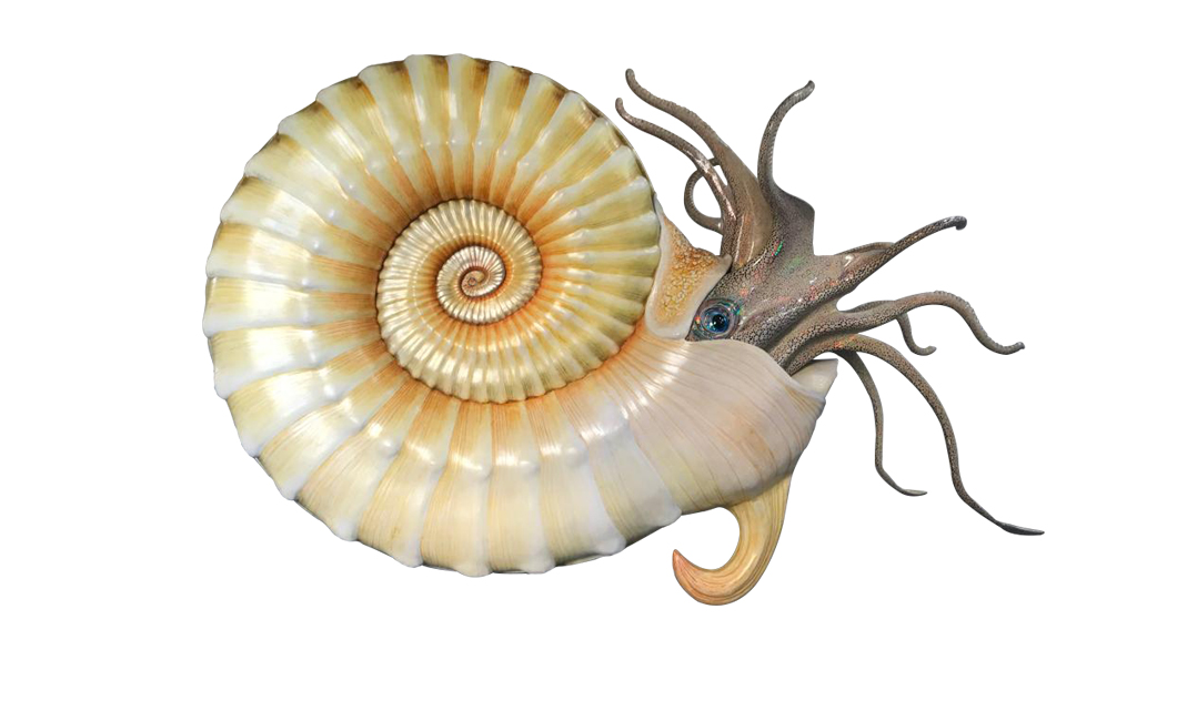 ammonite-species