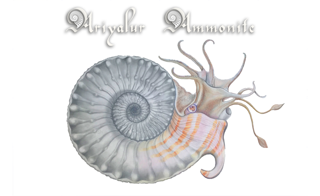 ammonite-species