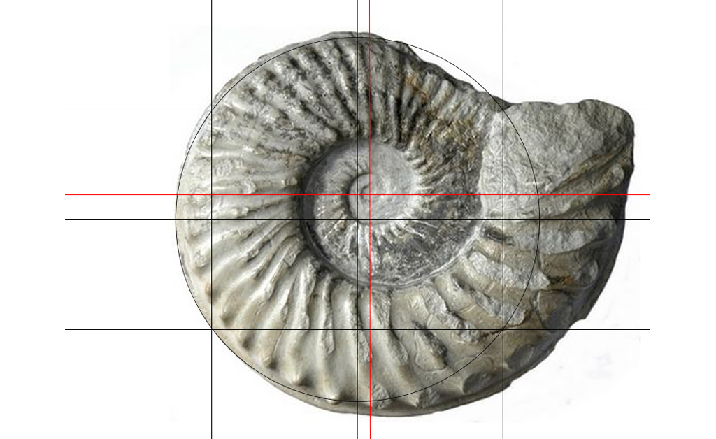 ammonite-species