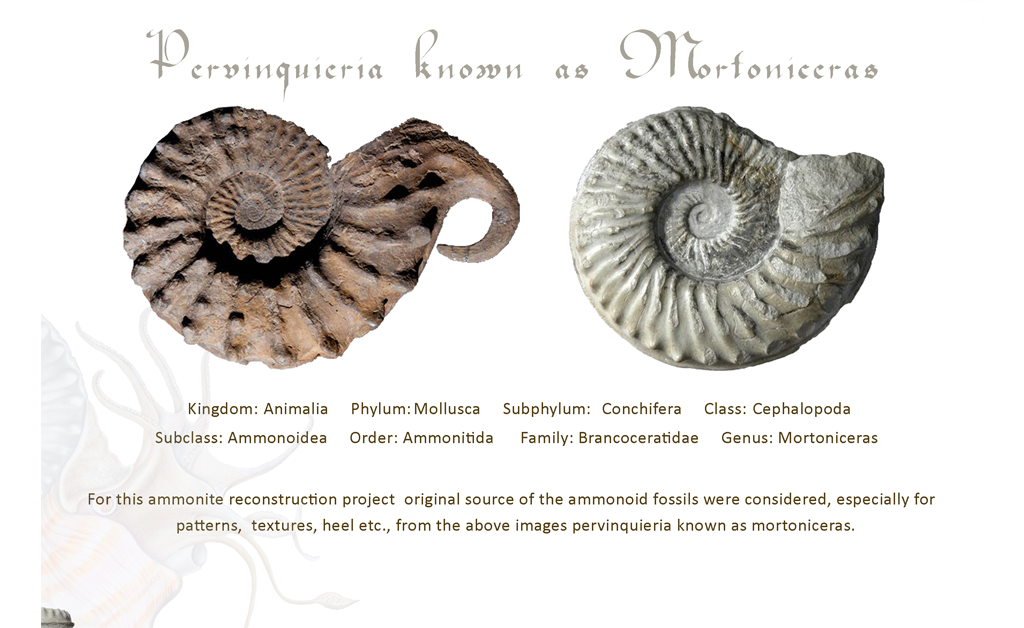 ammonite-species