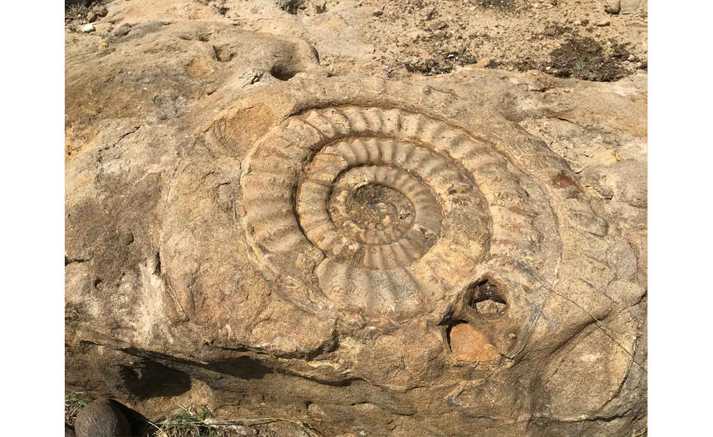 ammonite-species